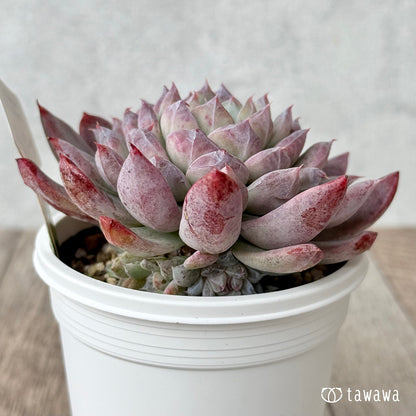 New Arrivals: Ice Green