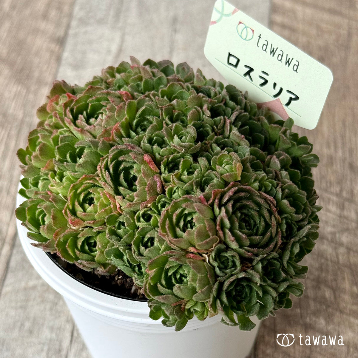 ＊新発売＊　ロスラリア２【7.5cmポット/tawawaハウス苗】