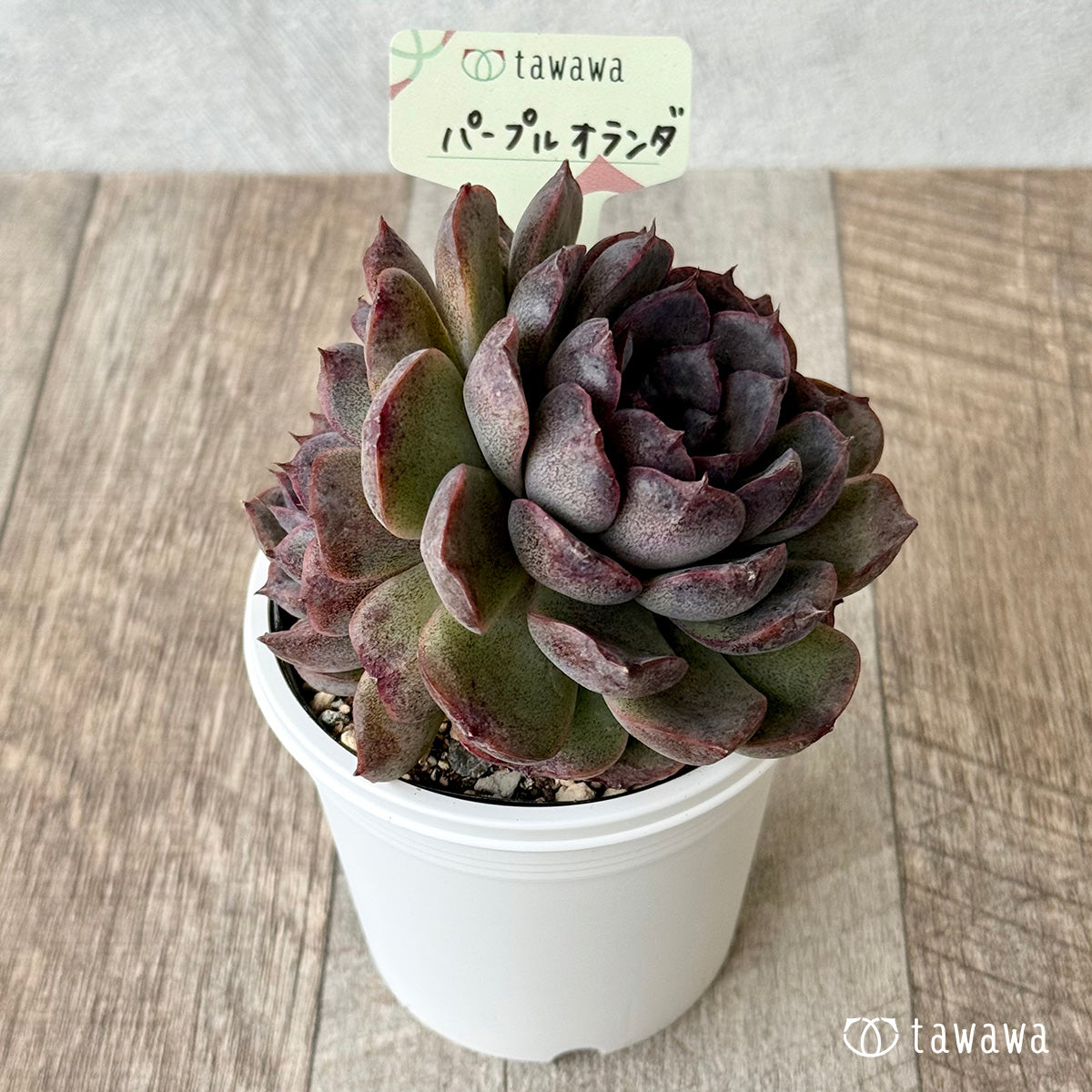 パープルオランダ【7.5cmポット/tawawaハウス苗】