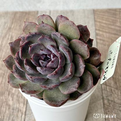 パープルオランダ【7.5cmポット/tawawaハウス苗】