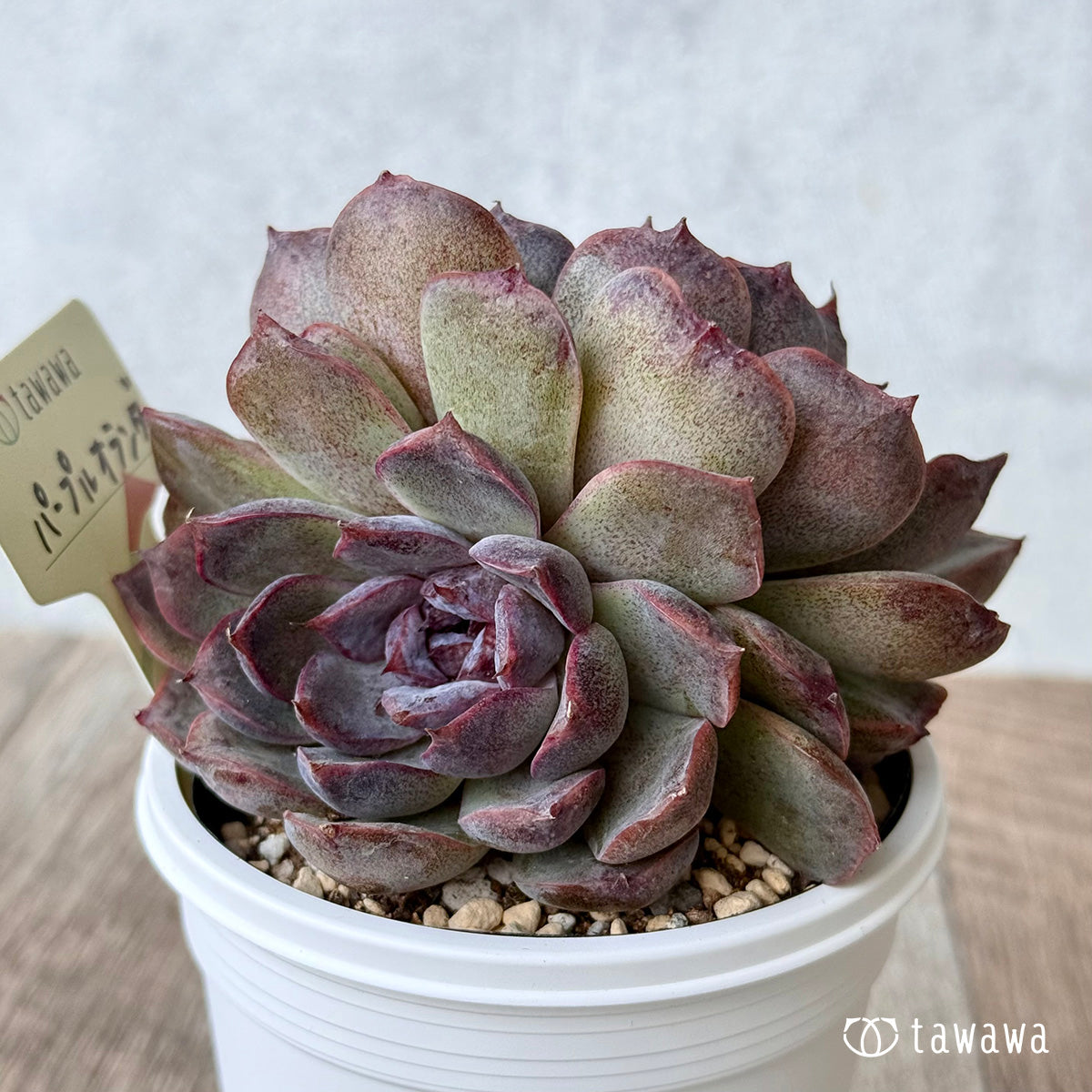 パープルオランダ【7.5cmポット/tawawaハウス苗】