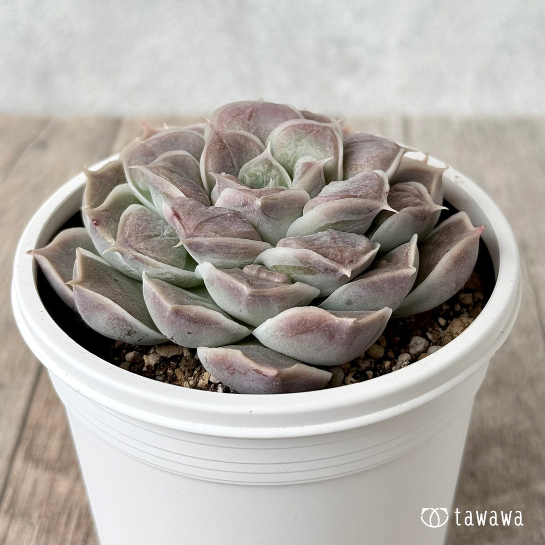 エンジェルズティア（チャンヒー農園）【7.5cmポット/tawawaハウス苗】