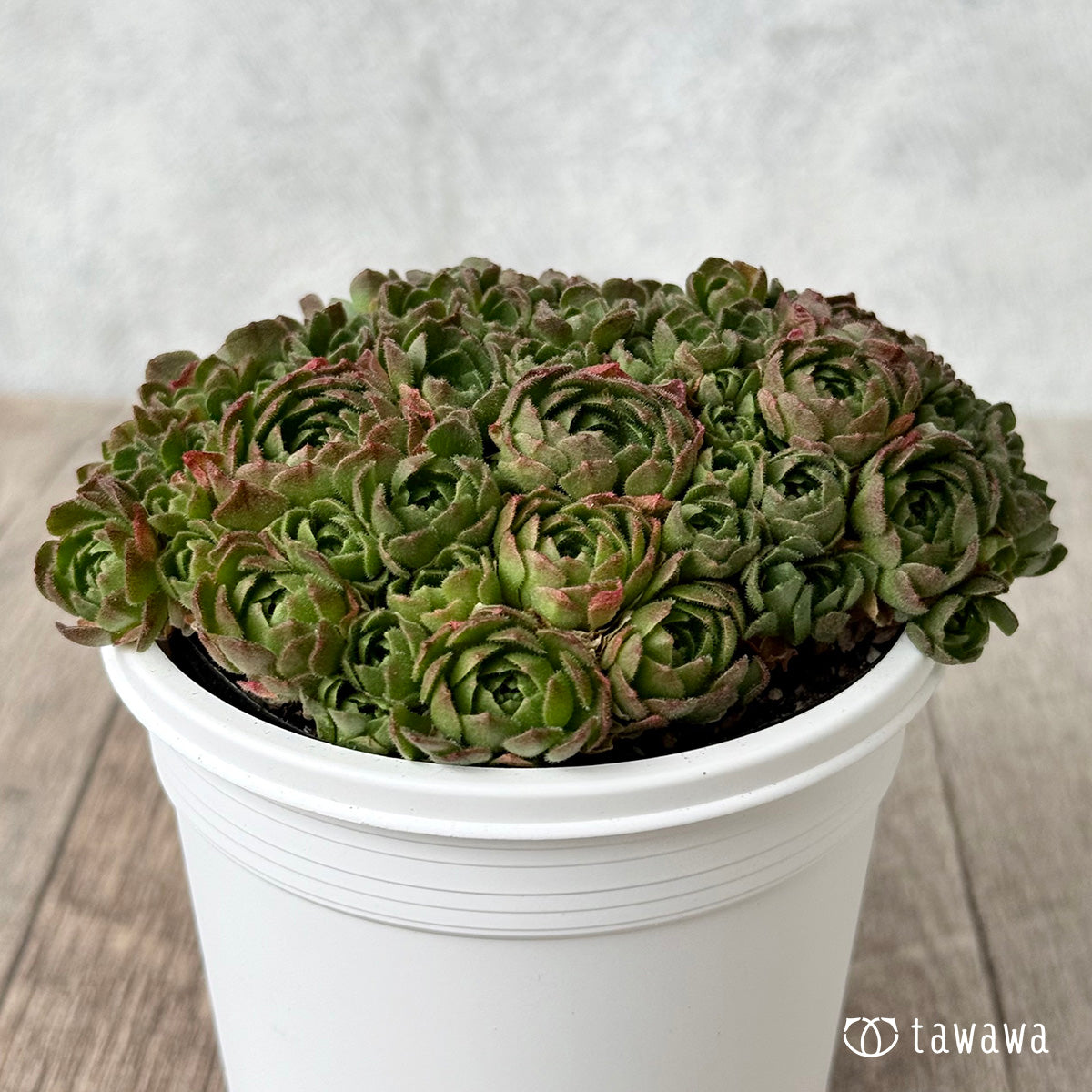 ＊新発売＊　ロスラリア２【7.5cmポット/tawawaハウス苗】