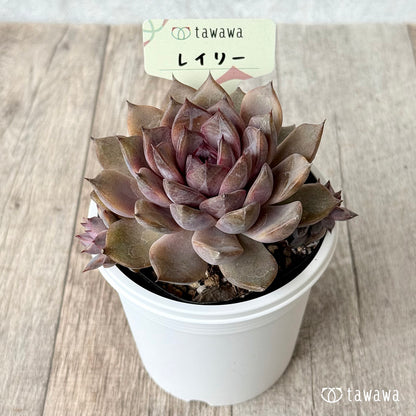 ＊新発売＊　レイリ【7.5cmポット/tawawaハウス苗】