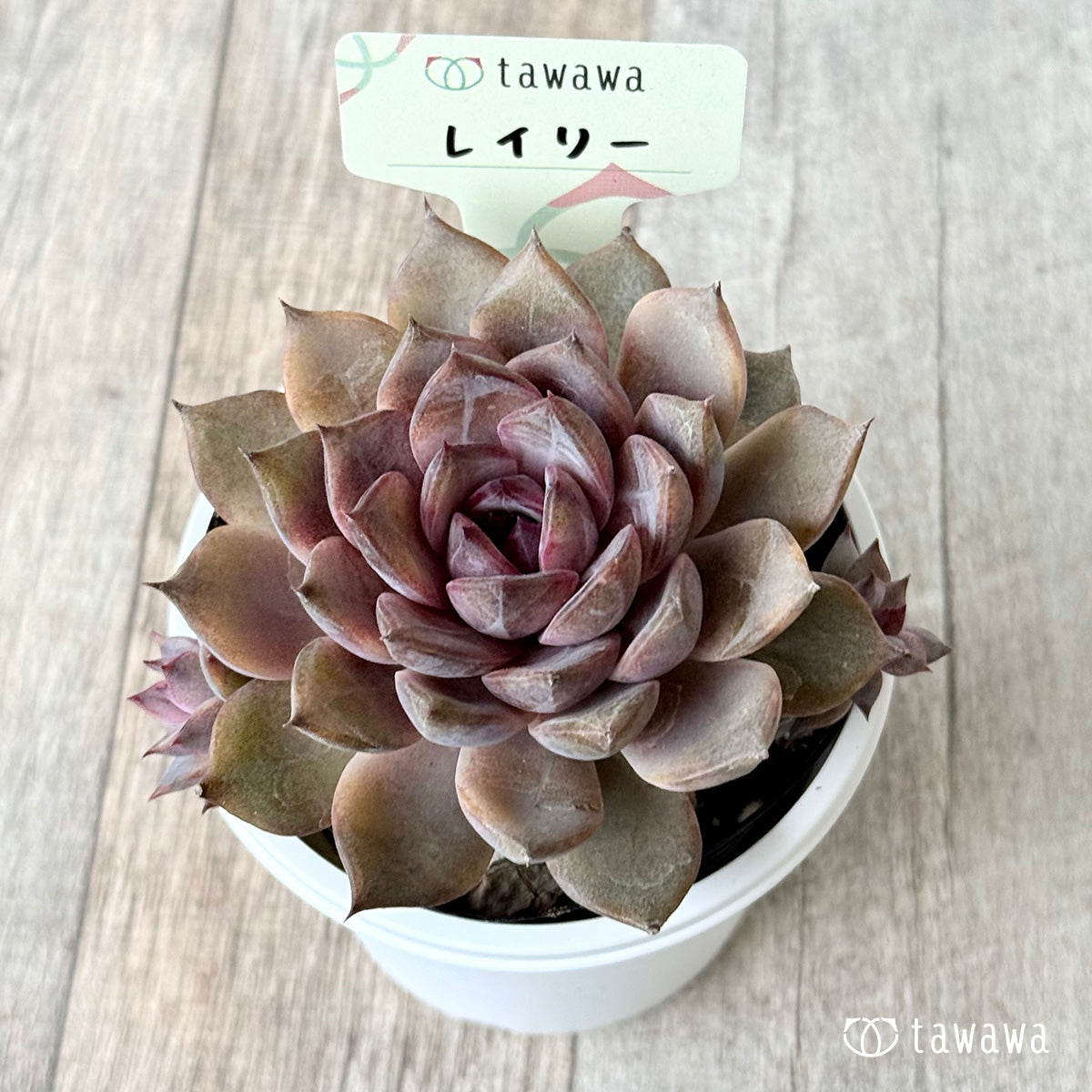 ＊新発売＊　レイリ【7.5cmポット/tawawaハウス苗】