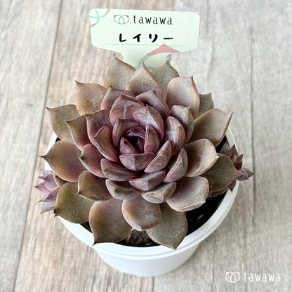 ＊新発売＊　レイリ【7.5cmポット/tawawaハウス苗】