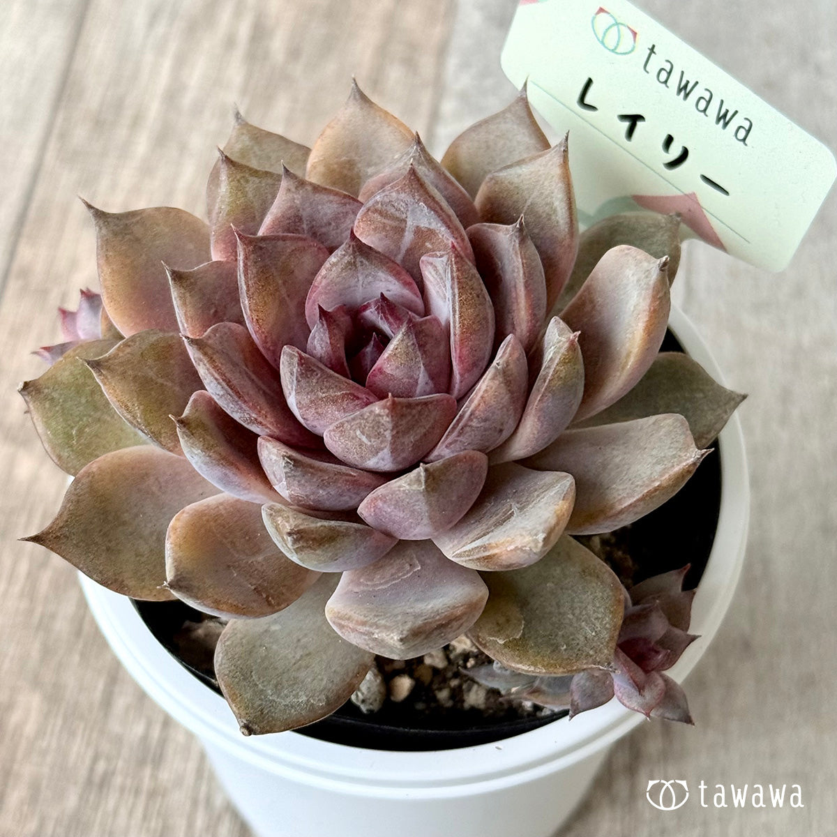 Leily [7.5cm Pot/Tawawa House Seedling]