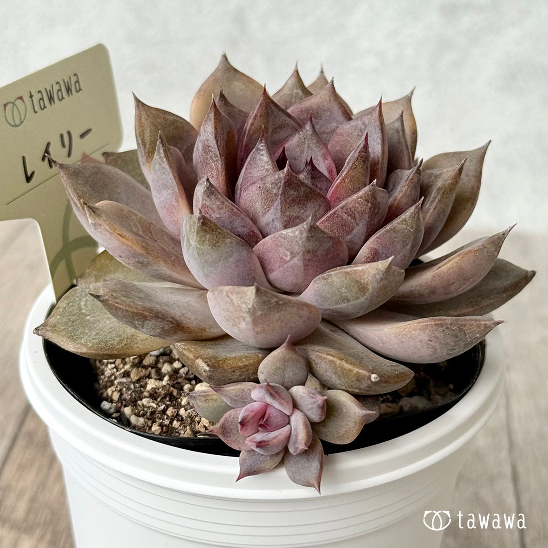 ＊新発売＊　レイリ【7.5cmポット/tawawaハウス苗】