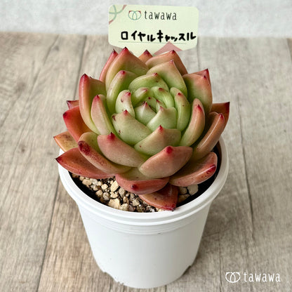 ＊新発売＊　ロイヤルキャッスル（エアーマジック農園）【7.5cmポット/tawawaハウス苗】