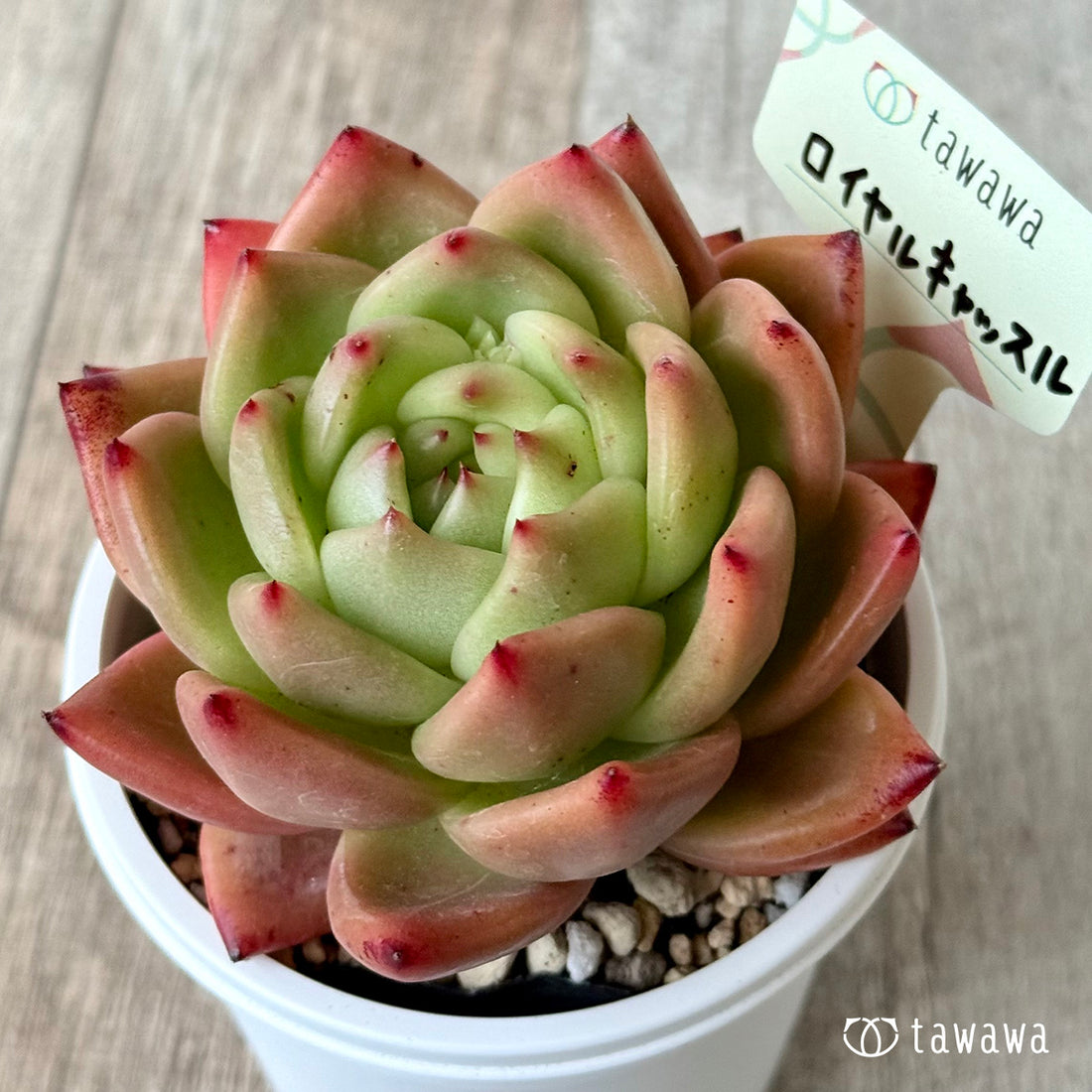 *新発売* ロイヤルキャッスル(エアーマジック農園)【7.5cmポット/tawawaハウス苗】