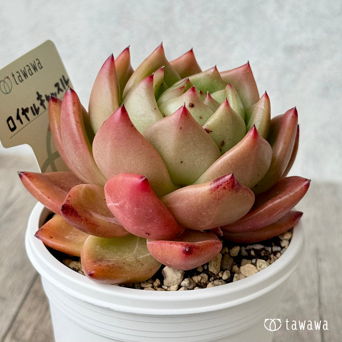 ＊新発売＊　ロイヤルキャッスル（エアーマジック農園）【7.5cmポット/tawawaハウス苗】