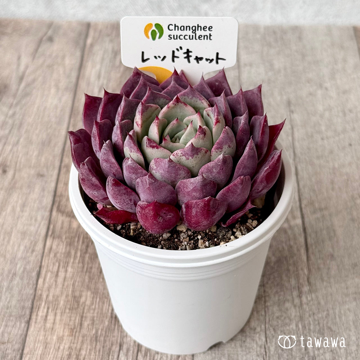 ＊新発売＊　レッドキャット２（チャンヒー農園）【7.5cmポット/tawawaハウス苗】