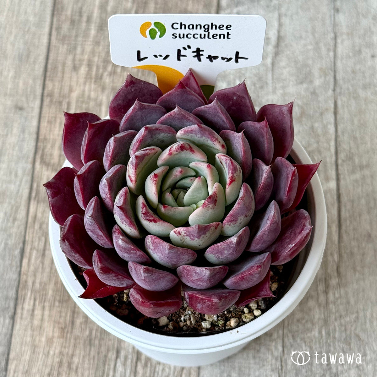 ＊新発売＊　レッドキャット２（チャンヒー農園）【7.5cmポット/tawawaハウス苗】