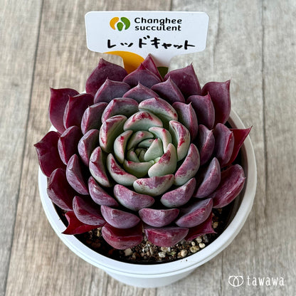 ＊新発売＊　レッドキャット２（チャンヒー農園）【7.5cmポット/tawawaハウス苗】