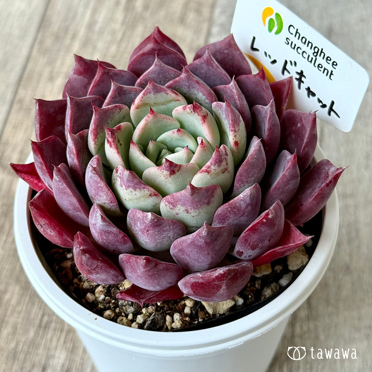 ＊新発売＊　レッドキャット２（チャンヒー農園）【7.5cmポット/tawawaハウス苗】