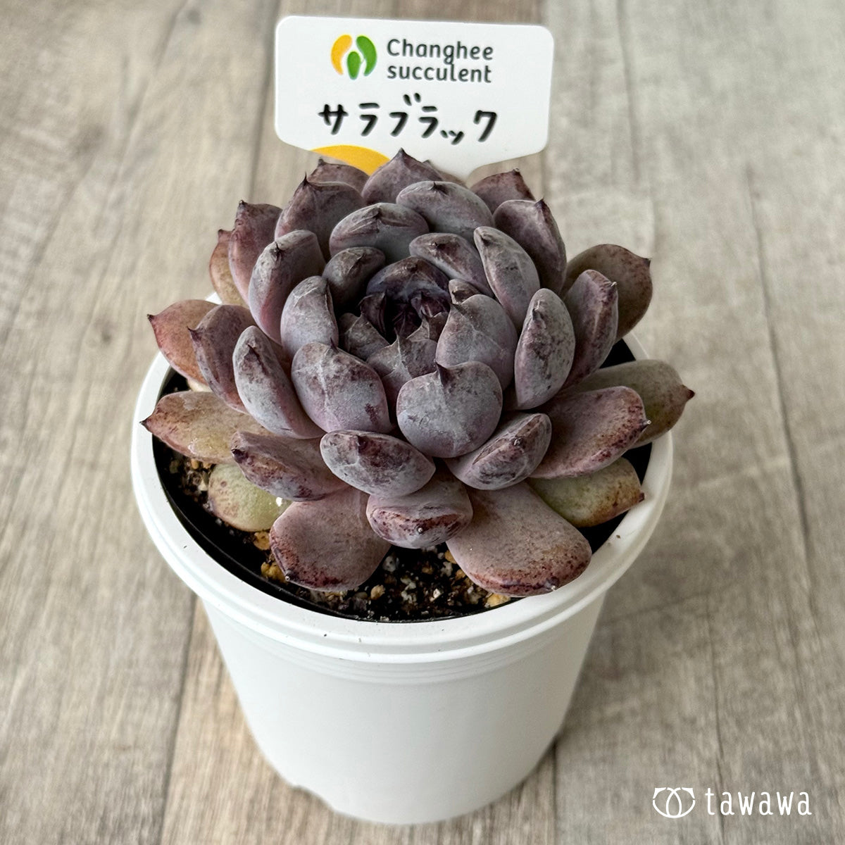 サラブラック６（チャンヒー農園）【7.5cmポット/tawawaハウス苗】