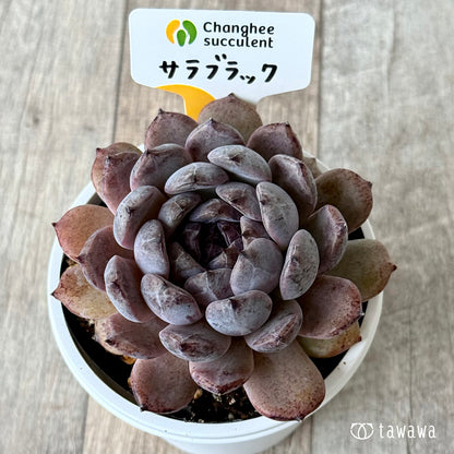 サラブラック６（チャンヒー農園）【7.5cmポット/tawawaハウス苗】