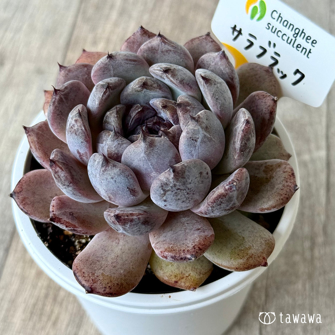 サラブラック６（チャンヒー農園）【7.5cmポット/tawawaハウス苗】