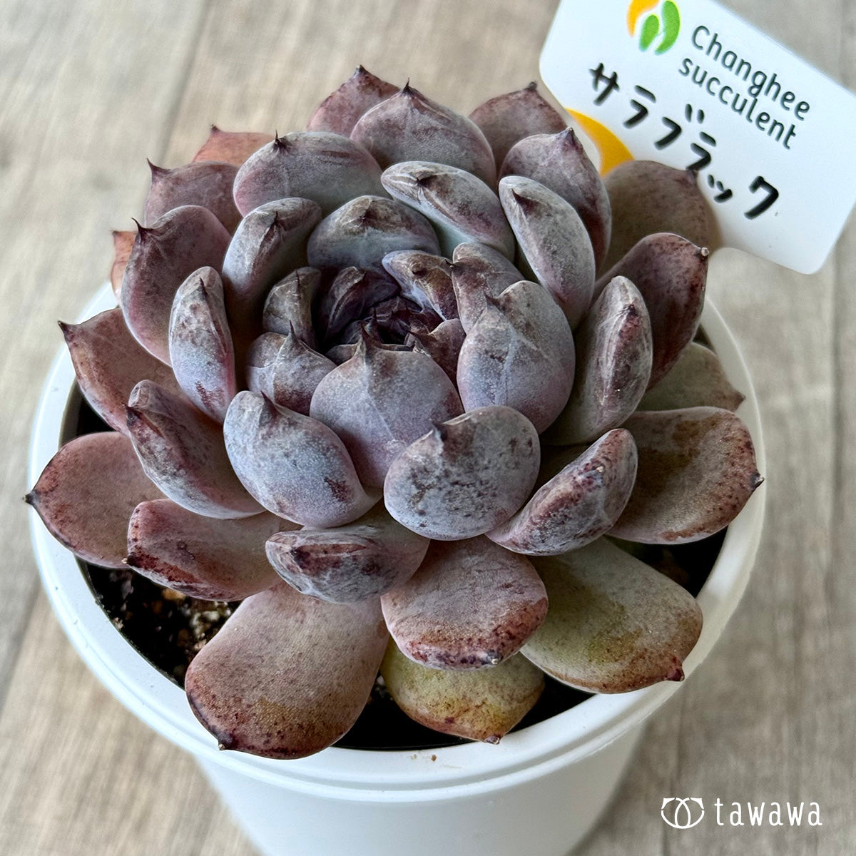 Sara Black 6 (Chanhee Farm) [7.5cm pot / tawawa house seedling]