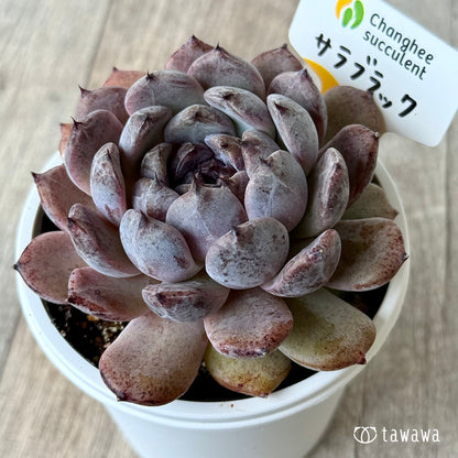 サラブラック６（チャンヒー農園）【7.5cmポット/tawawaハウス苗】