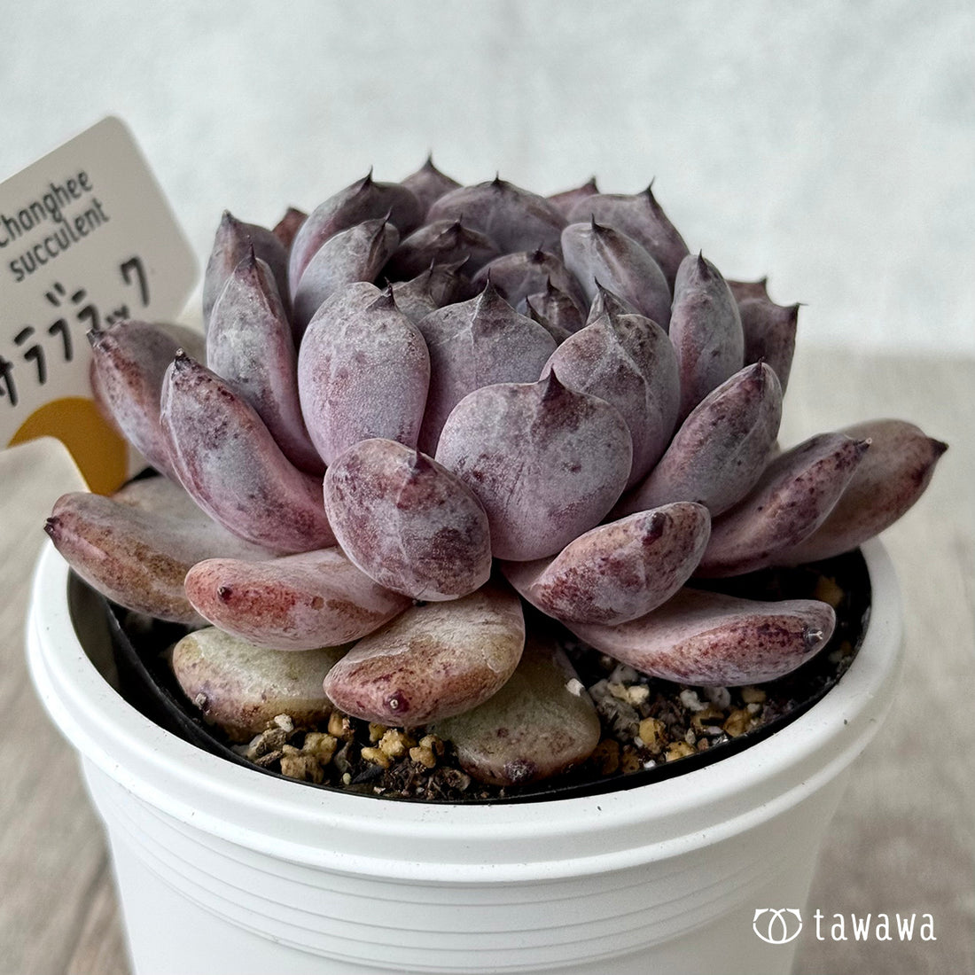 サラブラック６（チャンヒー農園）【7.5cmポット/tawawaハウス苗】