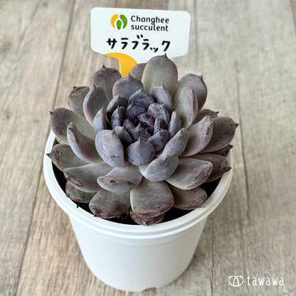 サラブラック７（チャンヒー農園）【7.5cmポット/tawawaハウス苗】
