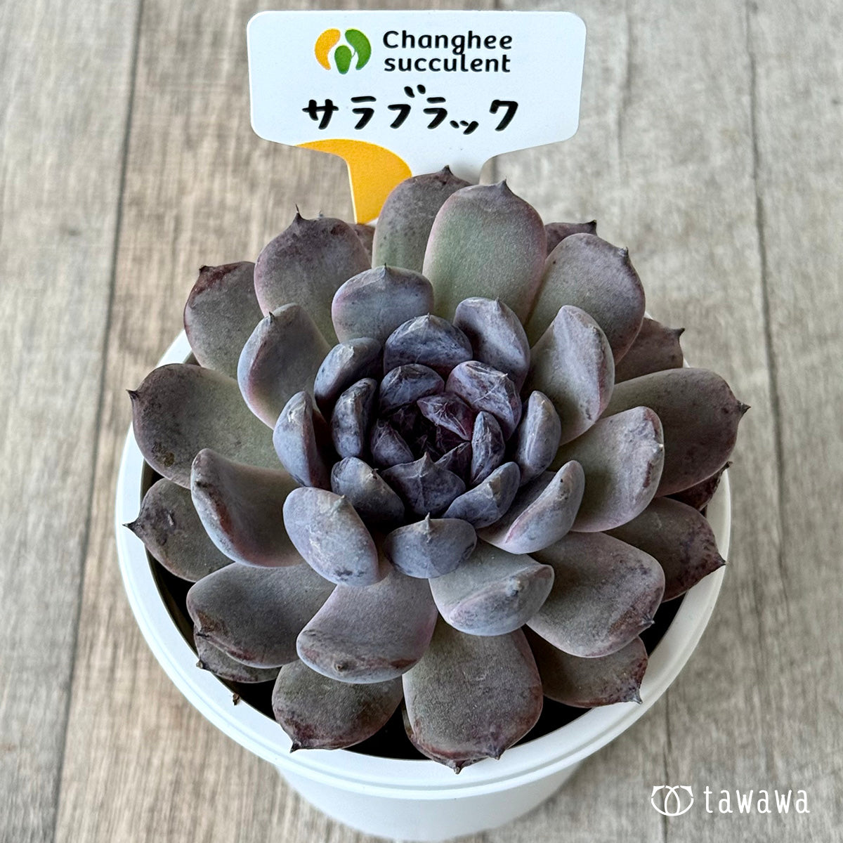 サラブラック７（チャンヒー農園）【7.5cmポット/tawawaハウス苗】