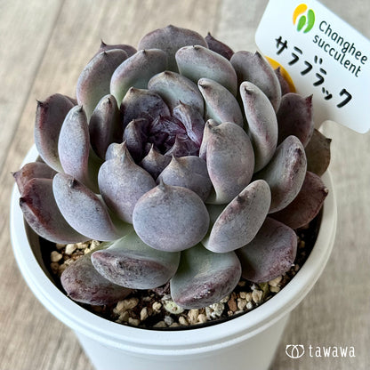 サラブラック８（チャンヒー農園）【7.5cmポット/tawawaハウス苗】