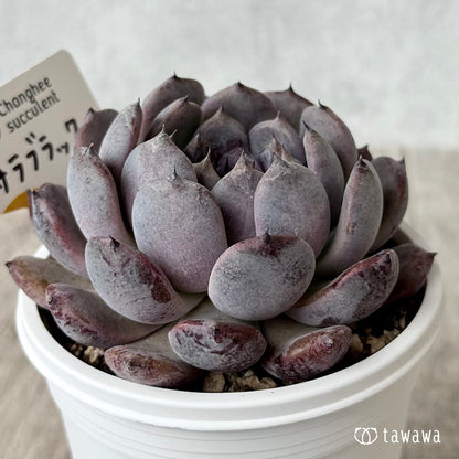 サラブラック８（チャンヒー農園）【7.5cmポット/tawawaハウス苗】