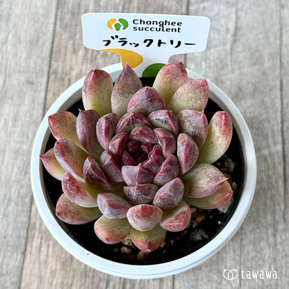 ブラックトリー（チャンヒー農園）【7.5cmポット/tawawaハウス苗】