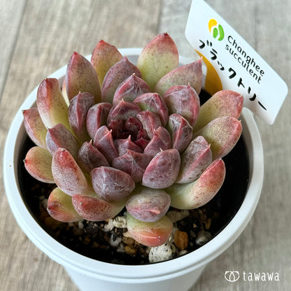 ブラックトリー（チャンヒー農園）【7.5cmポット/tawawaハウス苗】