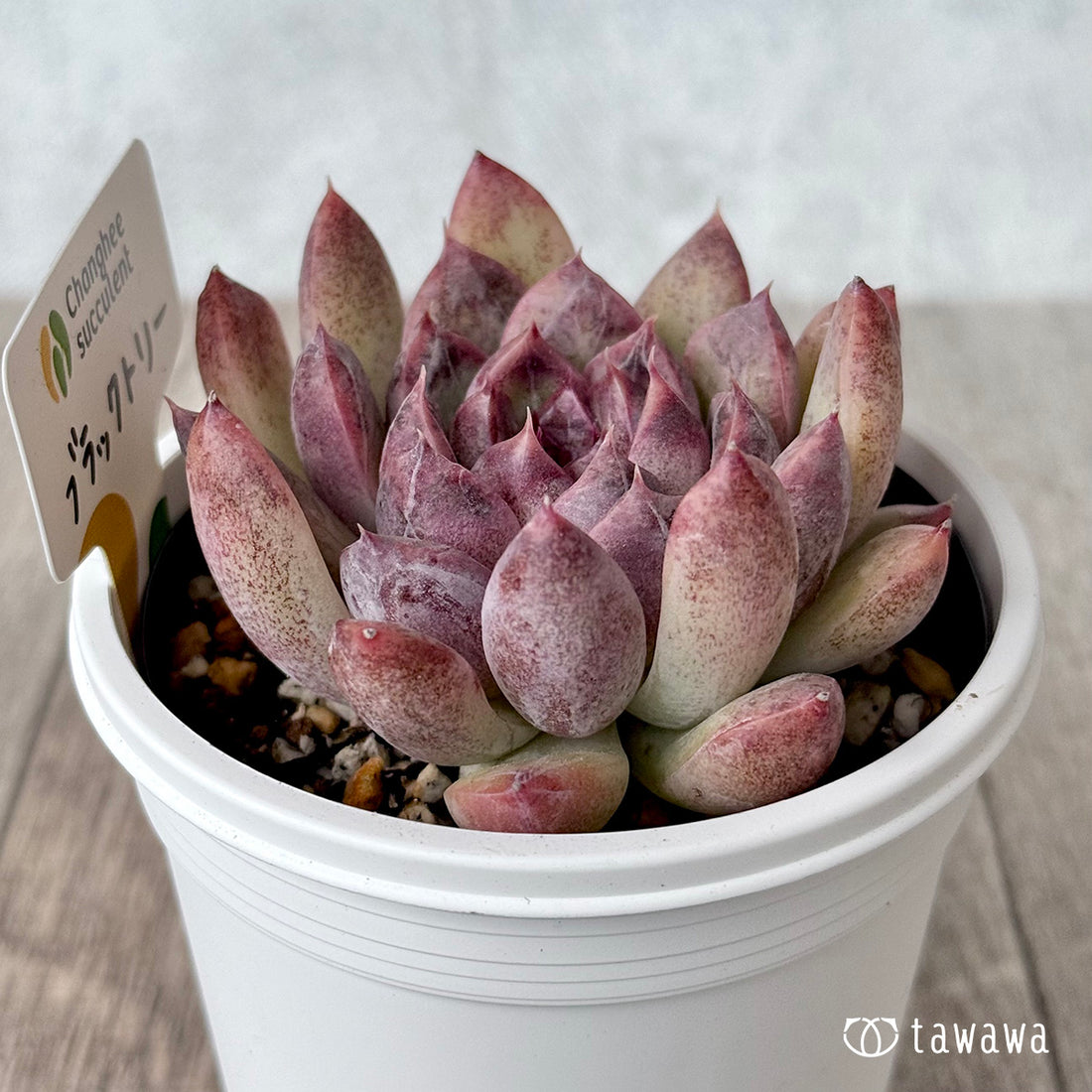 ブラックトリー（チャンヒー農園）【7.5cmポット/tawawaハウス苗】