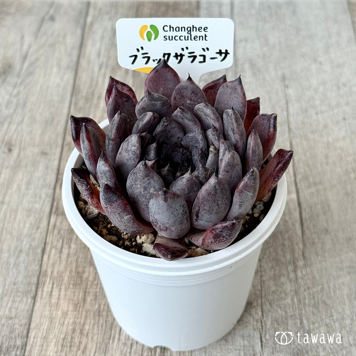 ブラックザラゴーサ１（チャンヒー農園）【7.5cmポット/tawawaハウス苗】