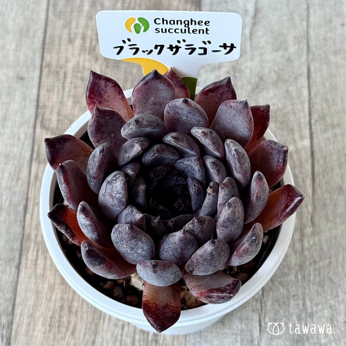 ブラックザラゴーサ１（チャンヒー農園）【7.5cmポット/tawawaハウス苗】