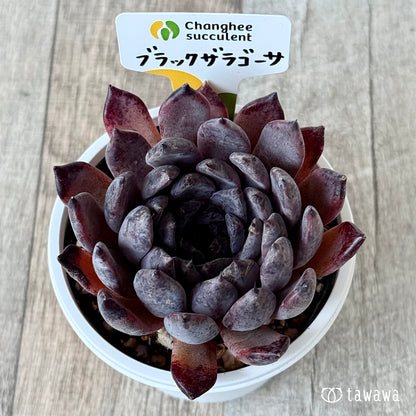 ブラックザラゴーサ１（チャンヒー農園）【7.5cmポット/tawawaハウス苗】