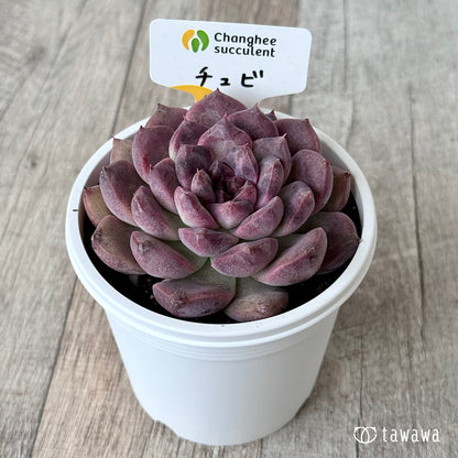 チュビ２（チャンヒー農園）【7.5cmポット/tawawaハウス苗】
