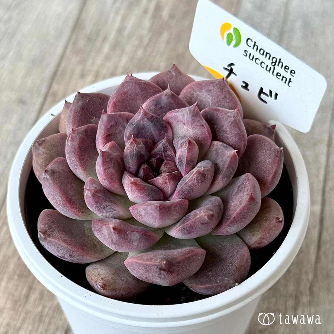 チュビ2(チャンヒー農園)【7.5cmポット/tawawaハウス苗】