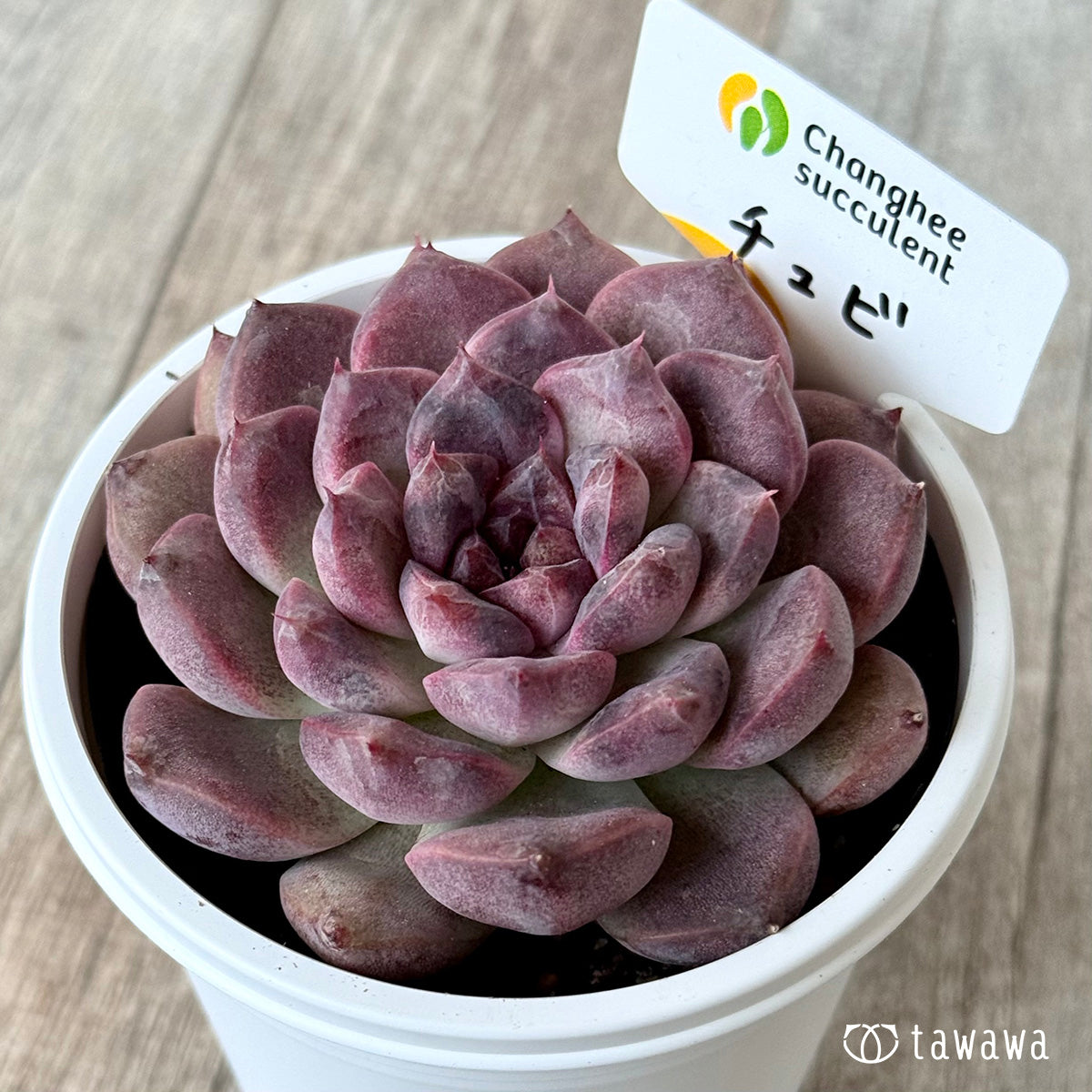 チュビ２（チャンヒー農園）【7.5cmポット/tawawaハウス苗】