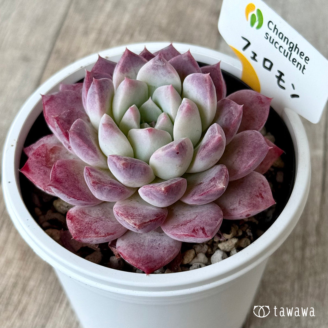 フェロモン2(チャンヒー農園)【7.5cmポット/tawawaハウス苗】