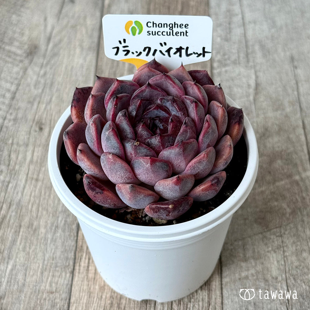 ブラックバイオレット（チャンヒー農園）【7.5cmポット/tawawaハウス苗】