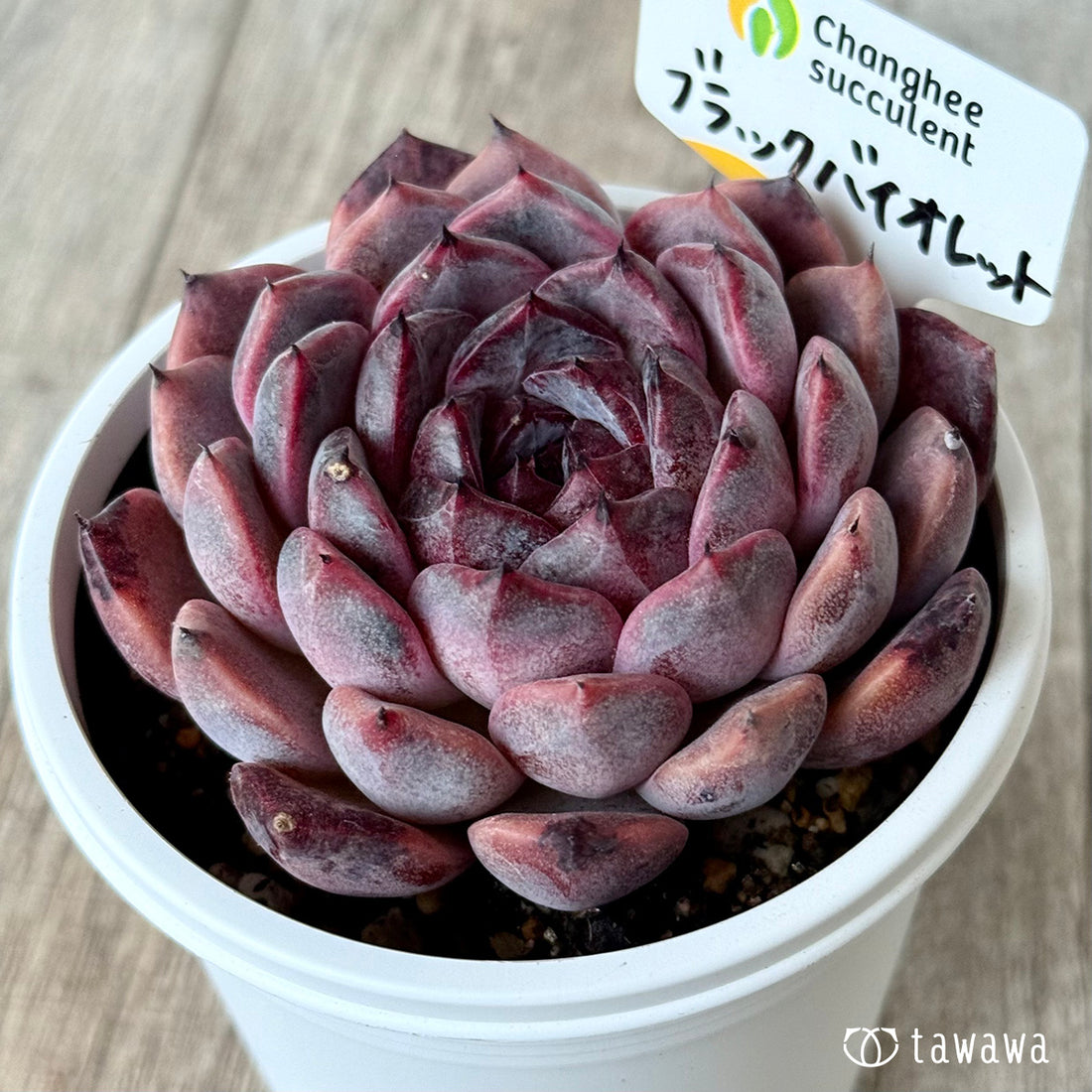 ブラックバイオレット(チャンヒー農園)【7.5cmポット/tawawaハウス苗】