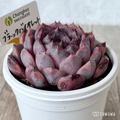 ブラックバイオレット（チャンヒー農園）【7.5cmポット/tawawaハウス苗】