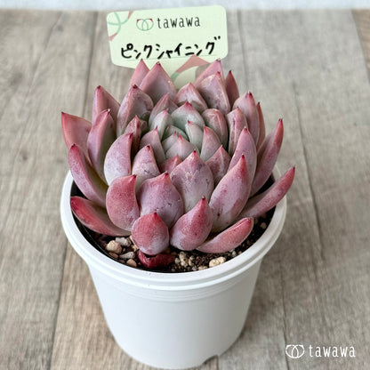 Pink Shining [7.5cm Pot / Tawawa House Seedling]
