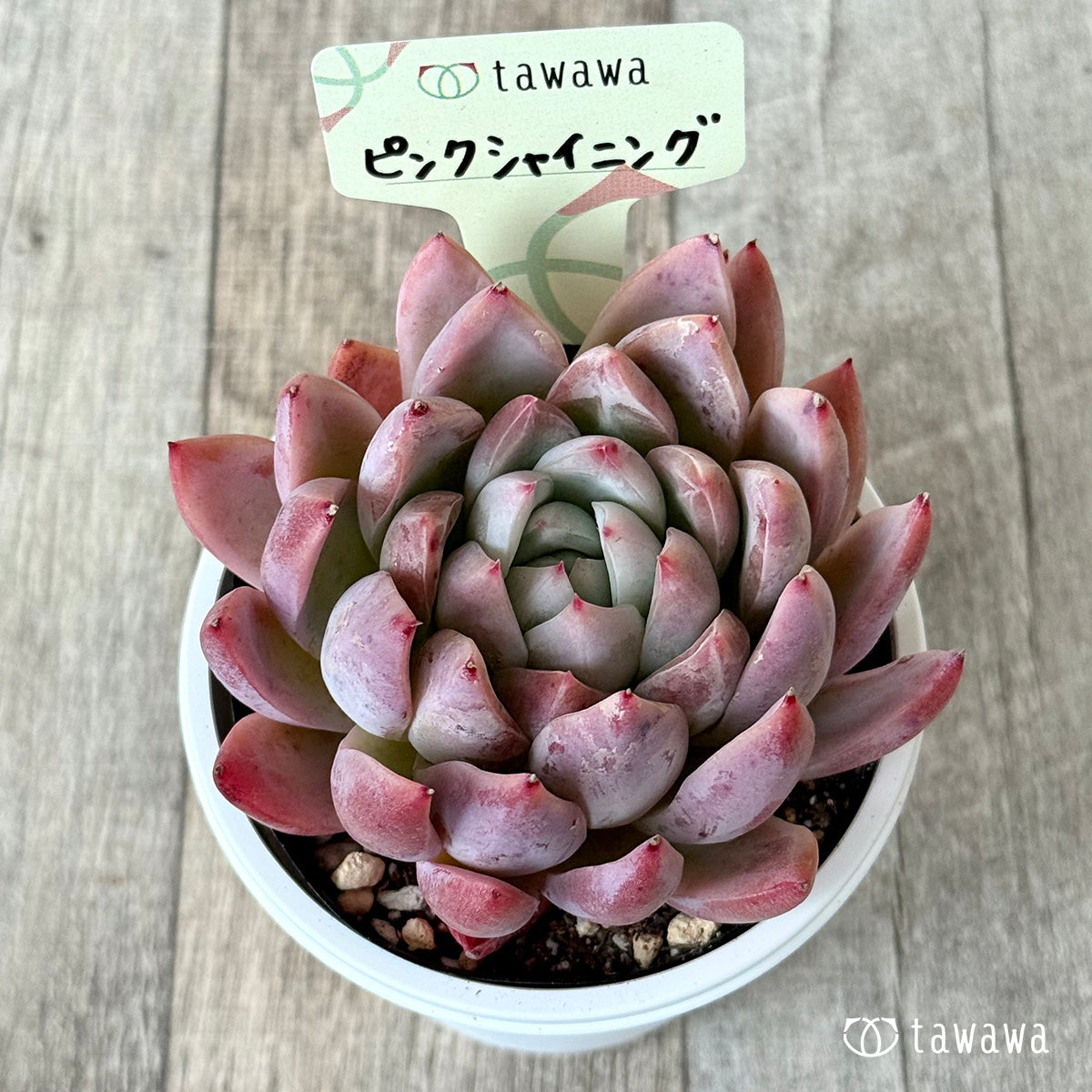 Pink Shining [7.5cm Pot / Tawawa House Seedling]