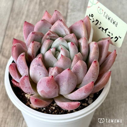 Pink Shining [7.5cm Pot / Tawawa House Seedling]