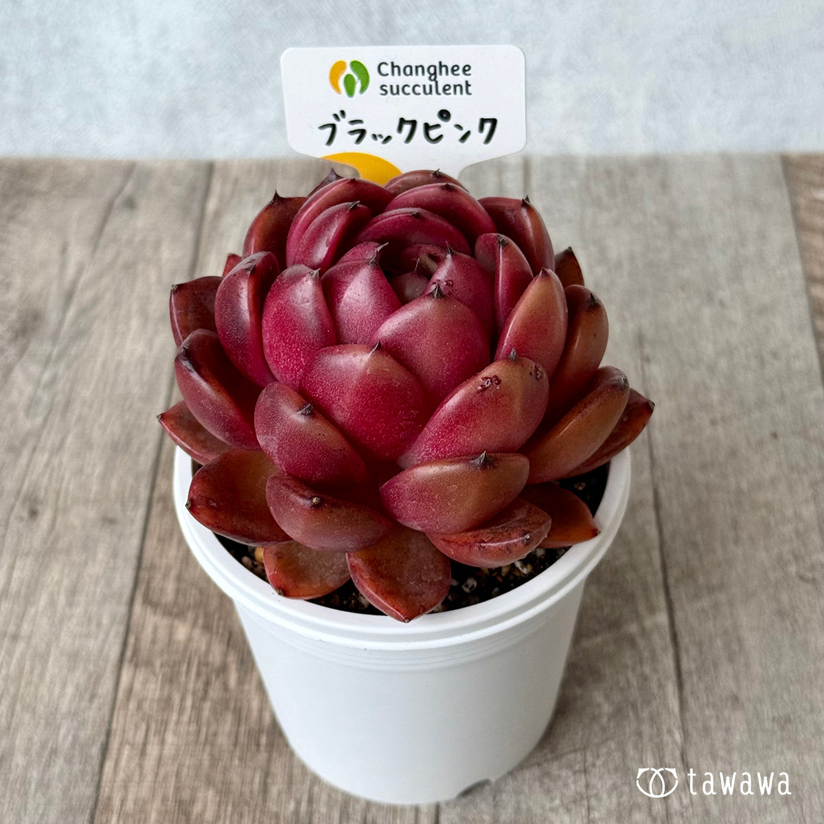 ブラックピンク２（チャンヒー農園）【7.5cmポット/tawawaハウス苗】