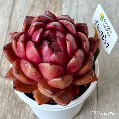 ブラックピンク２（チャンヒー農園）【7.5cmポット/tawawaハウス苗】