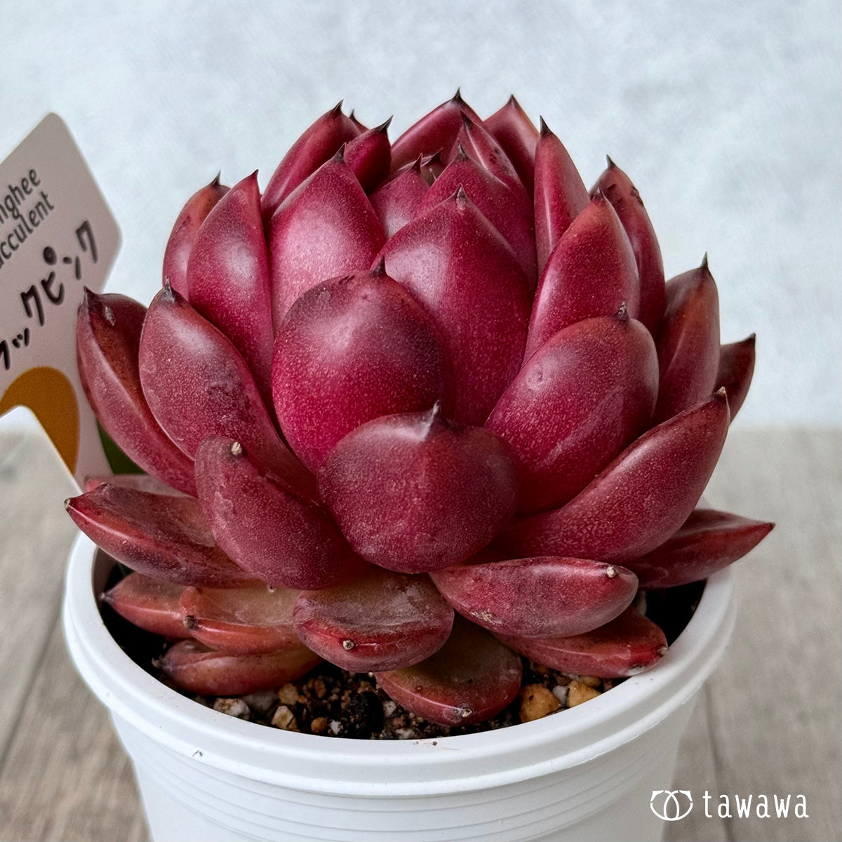 ブラックピンク２（チャンヒー農園）【7.5cmポット/tawawaハウス苗】