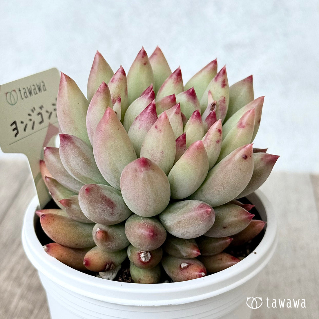 ＊新発売＊　ヨンジゴンジ【7.5cmポット/tawawaハウス苗】