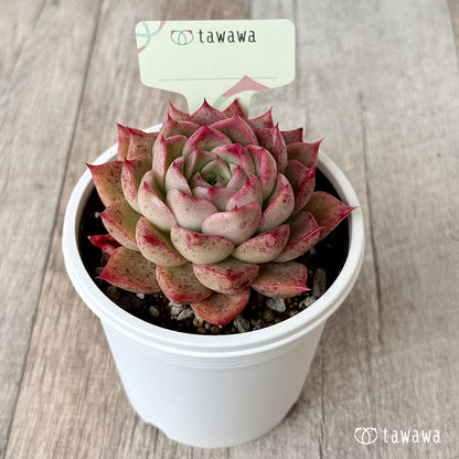 ＊新発売＊　名前のない苗 １６【7.5cmポット/tawawaハウス苗】